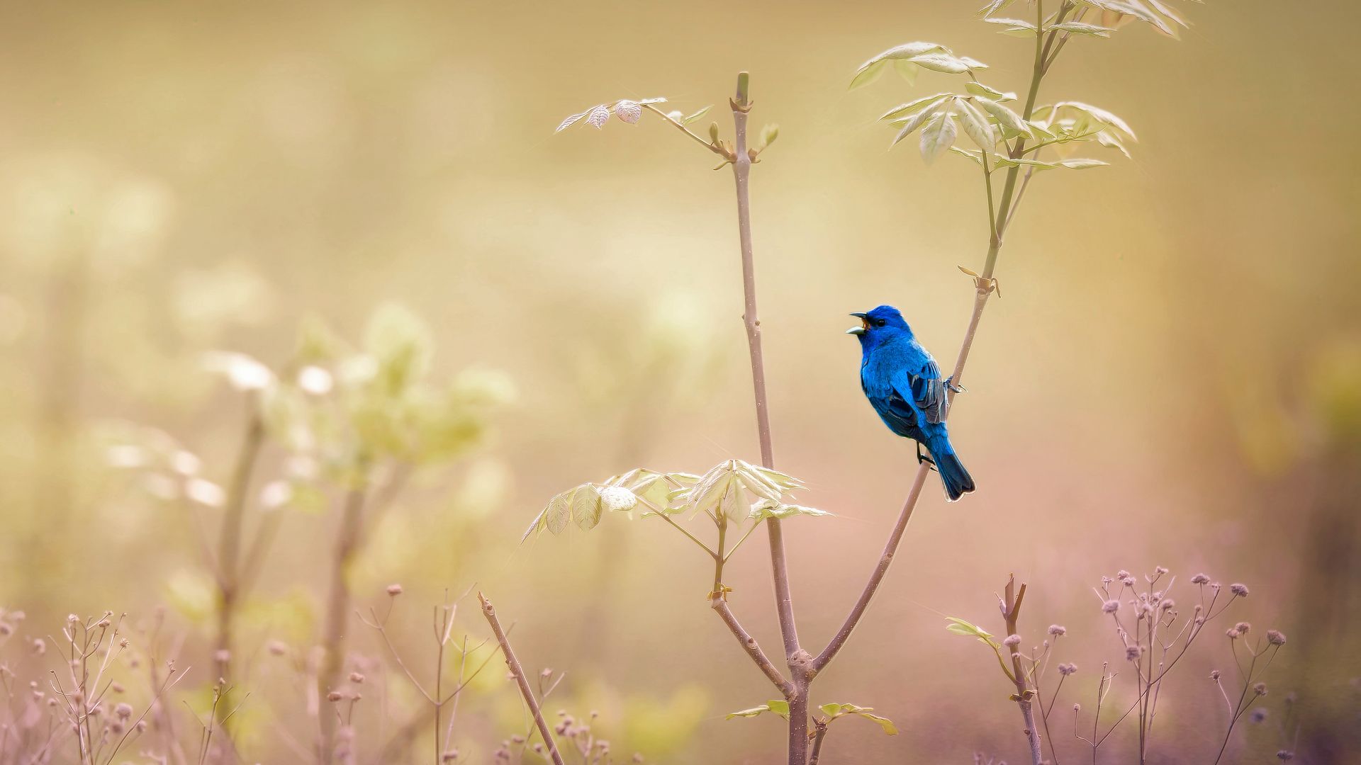 Indigo bunting, Pennsylvania, USA