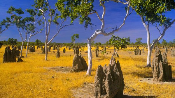 Termite mounds and snappy gums in savannah grassland, Gulf Country, Queensland, Australia
