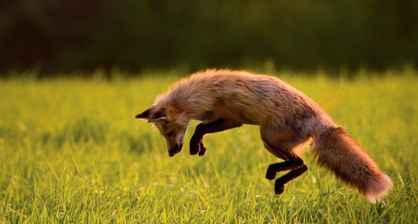 RedFox