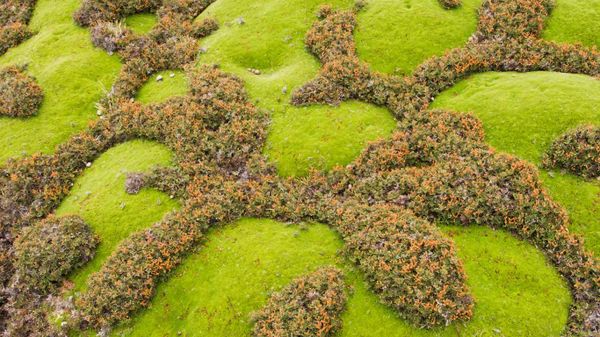 Cushion plants and ferns in Walls of Jerusalem National Park, Tasmania, Australia