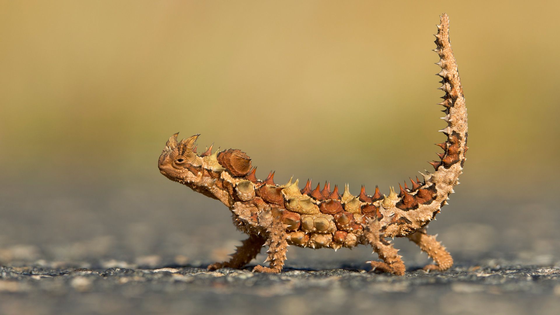 Thorny Devil (Moloch horridus) in Watarrka National Park, Northern Territory