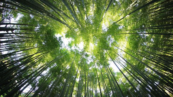 Bamboo, Guwahati, Assam, India