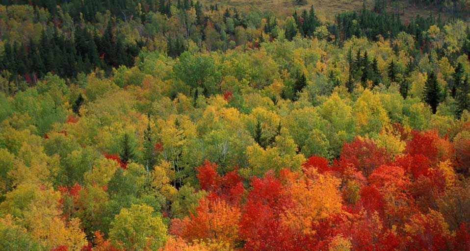 MaineFoliage