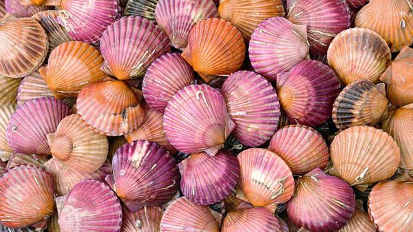 Coquilles Saint-Jacques, France