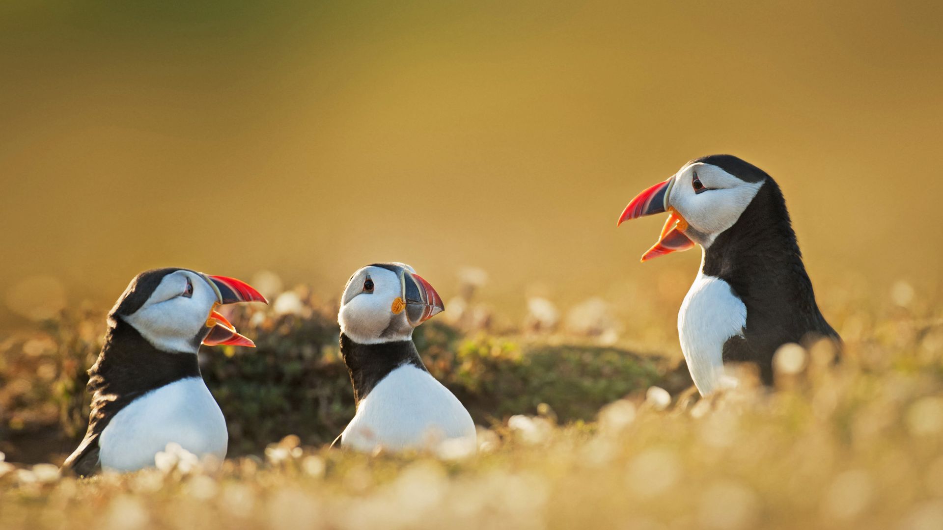 Atlantic puffins, Wales