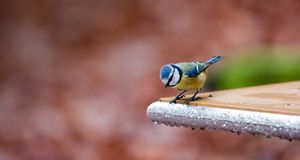 A Blue Tit (Parus caeruleus) perches at the edge of a table (© Ryan McGinnis/Getty Images) &copy; (Bing United Kingdom)