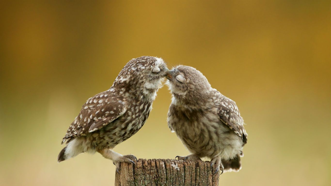 Poussins chevêches des terriers