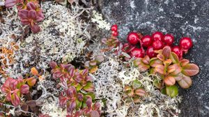 Bearberry (arctostaphylos) and lichens, Nunavik, Que. (© Dominique Braud/Dembinsky Photo Associates/Alamy Stock Photo)(Bing Canada)