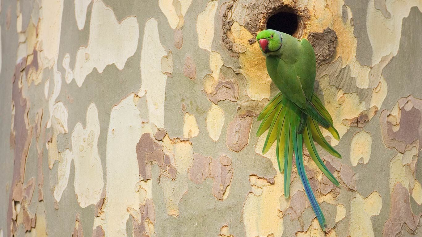 Rose-ringed parakeet on a plane tree in Mannheim, Baden-Württemberg, Germany