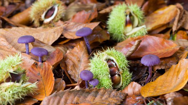 Fallen sweet chestnuts and Amethyst Deceivers in Norfolk