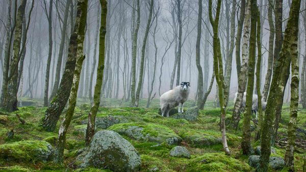 Sheep in the Peak District, Derbyshire