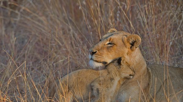Lion cub and mother, Sabi Sabi, South Africa