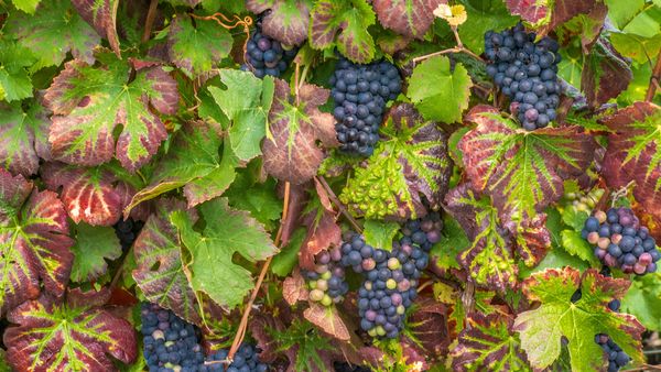 Grappe de raisins noirs, vignoble de Champagne