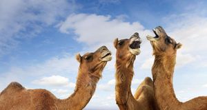印度普什卡骆驼节，嘶叫中的骆驼 (© John Lund/Stephanie Roeser/Getty Images) &copy; (Bing China)