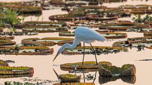 潘塔纳尔湿地的大白鹭，巴西 (© Geraldi Corsi/Getty Images)(Bing China)