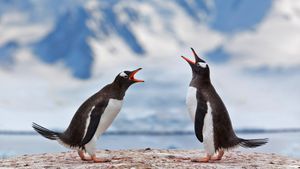 正在宣泄不满的两只巴布亚企鹅，南极洲 (© Grafissimo/Getty Images)(Bing China)