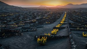 Viñedo volcánico en la región vinícola de La Geria, Lanzarote, Islas Canarias, España (© Pol Albarrán/Getty Images)(Bing España)