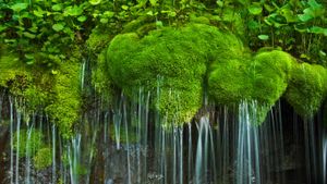 弗吉尼亚州，谢南多厄国家公园，瀑布与苔藓 (© Oliver Gerhard/imageBROKER/Alamy)(Bing China)