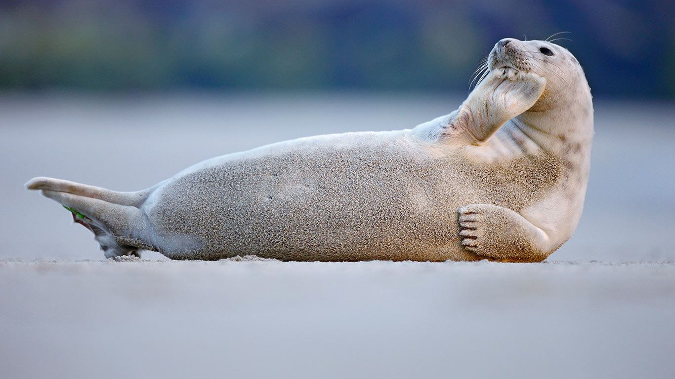 Phoque gris allongé sur la plage, Baie de Somme, France