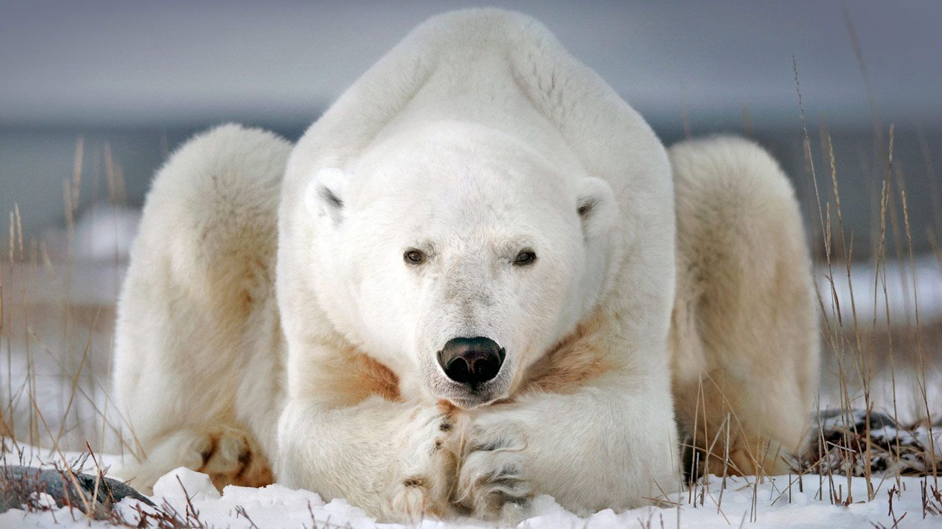 A polar bear near Churchill, Manitoba, Canada
