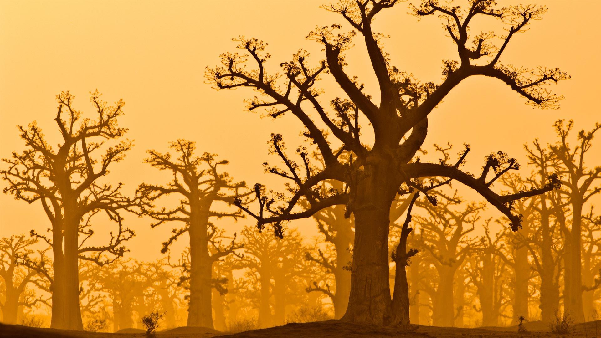 A baobab grove near Bandia Wildlife Reserve in Senegal