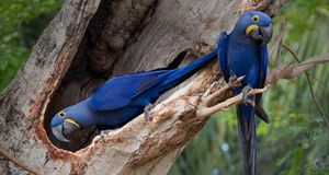 Two hyacinth macaws in a tree, the Pantanal wetland, Brazil (© Roy Toft/Getty Images) &copy; (Bing New Zealand)