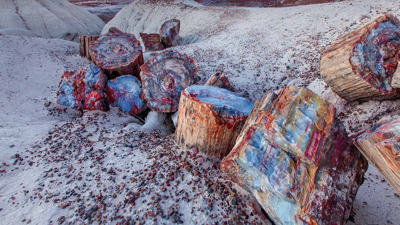 Petrified wood in the Petrified Forest National Park, Arizona, USA