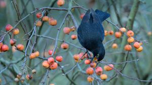 Blackbird eating a crab apple in a garden in Wiltshire, United Kingdom (© Nick Upton/Minden Pictures)(Bing New Zealand)
