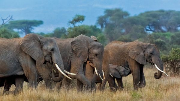 Herd of African elephants in Amboseli National Park, Kenya