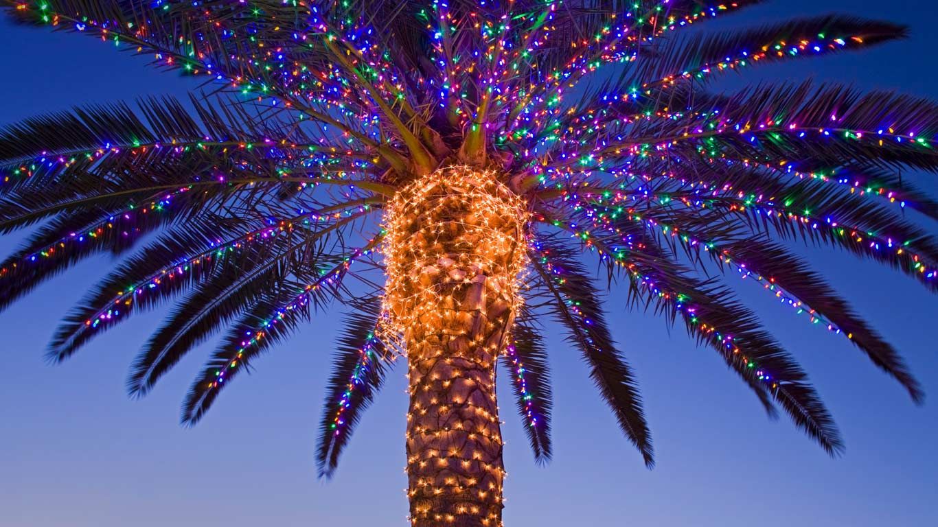 Christmas lights on a palm tree at a winery, Temecula Valley, California