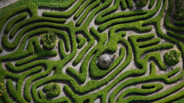 Aerial view of the cherry laurel maze in Glendurgan Garden, Cornwall