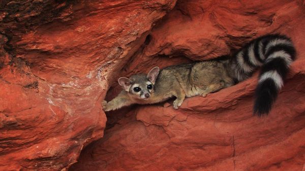Ring-tailed cat, Utah, USA