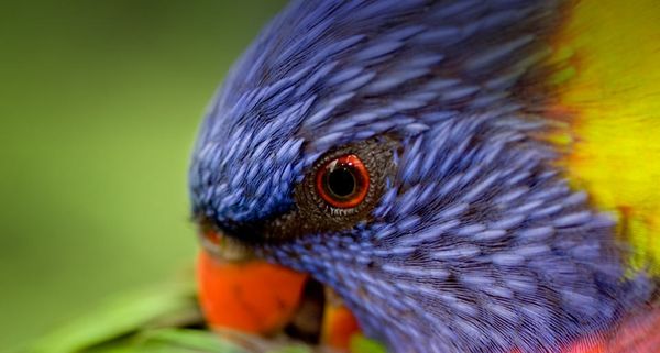 A Rainbow Lorikeet preening its feathers