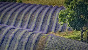 ｢ラベンダー畑｣フランス, プロヴァンス＝アルプ＝コート・ダジュール地域圏  (© Marc Trigalou/Getty Images)(Bing Japan)