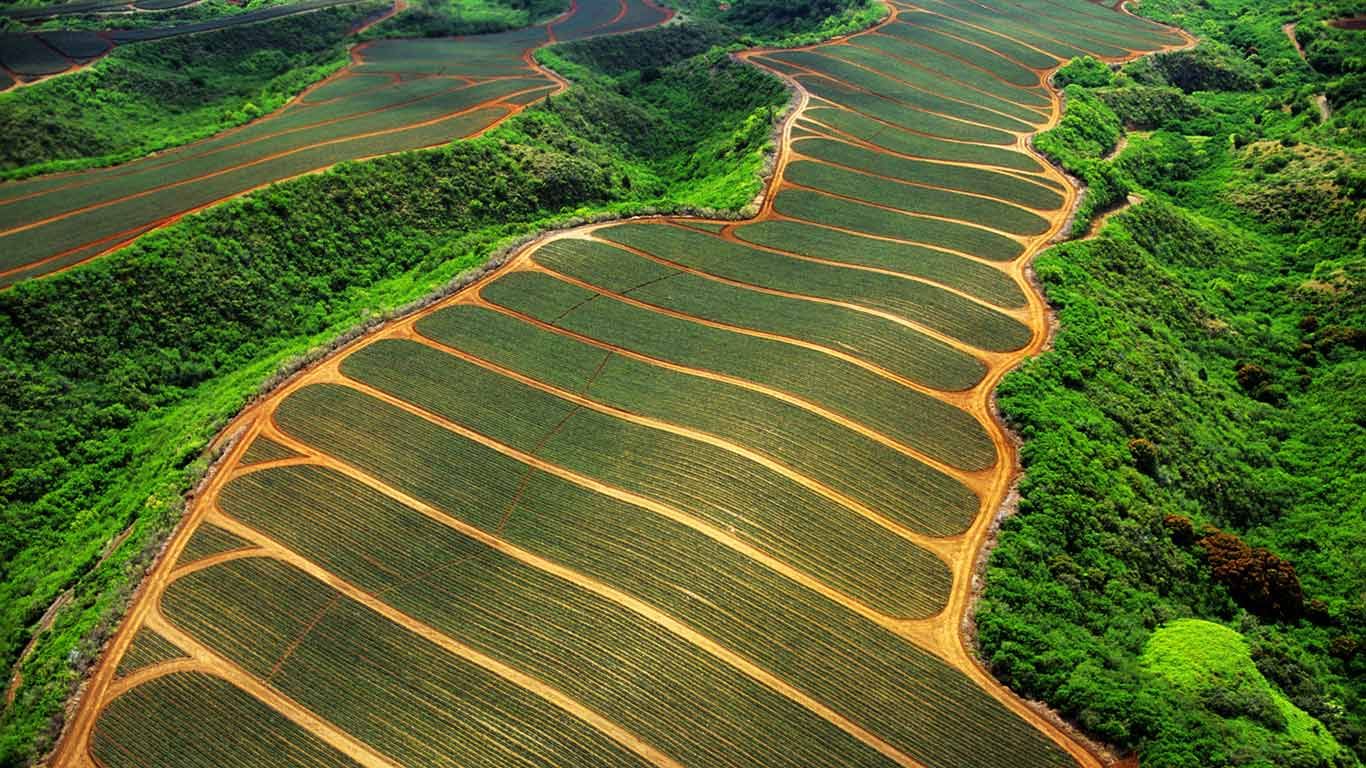 Pineapple fields in Maui, Hawaii