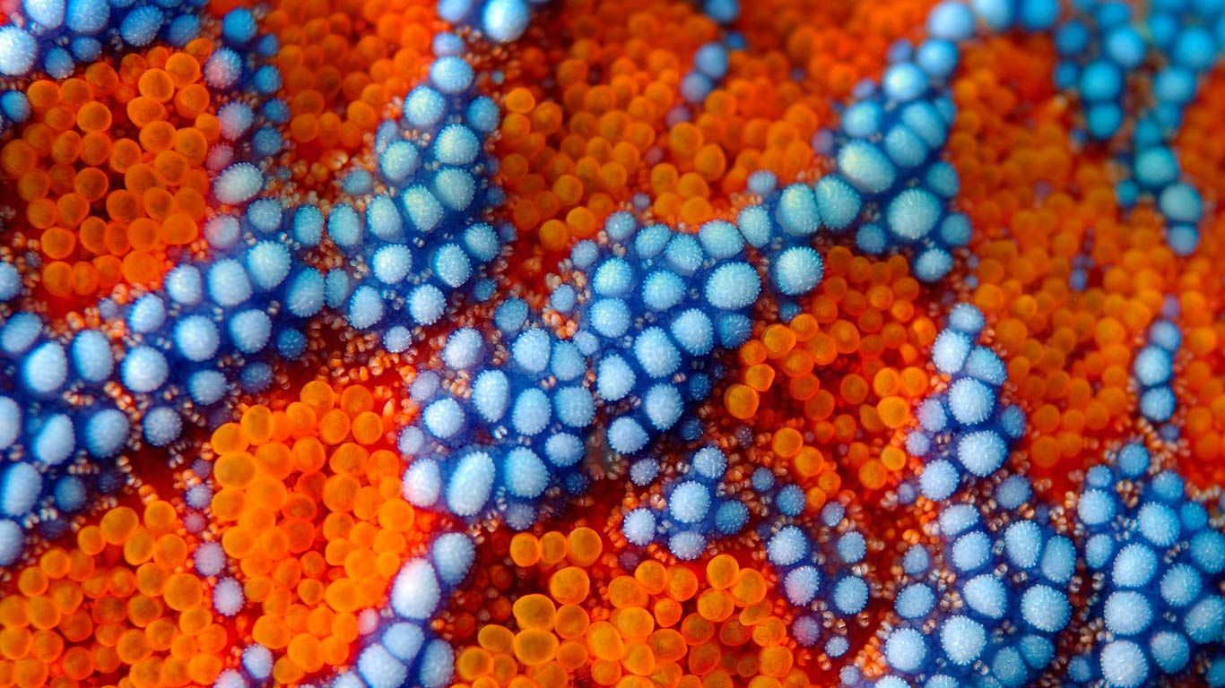 Detail of spines on the exterior of a sea star (Evaserias retifera) near Primorsky Krai, Russia