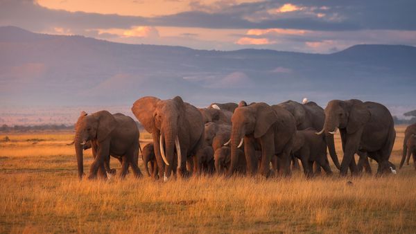 African elephant herd, Amboseli National Park, Kenya