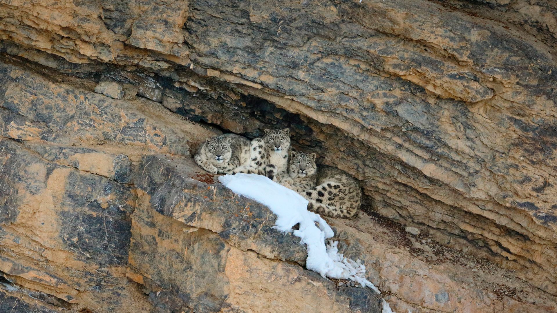 Leopardo delle nevi con cuccioli, Valle dello Spiti, India