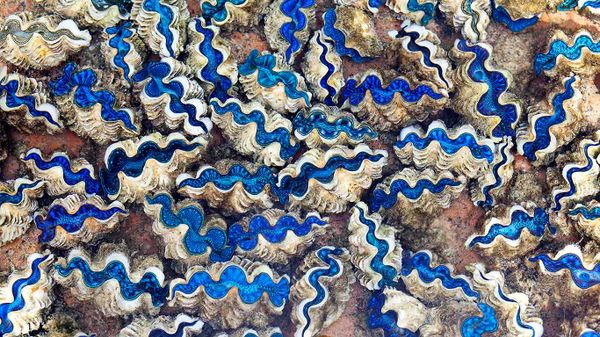 Saltwater clams in Cocos (Keeling) Islands, Australia, Indian Ocean