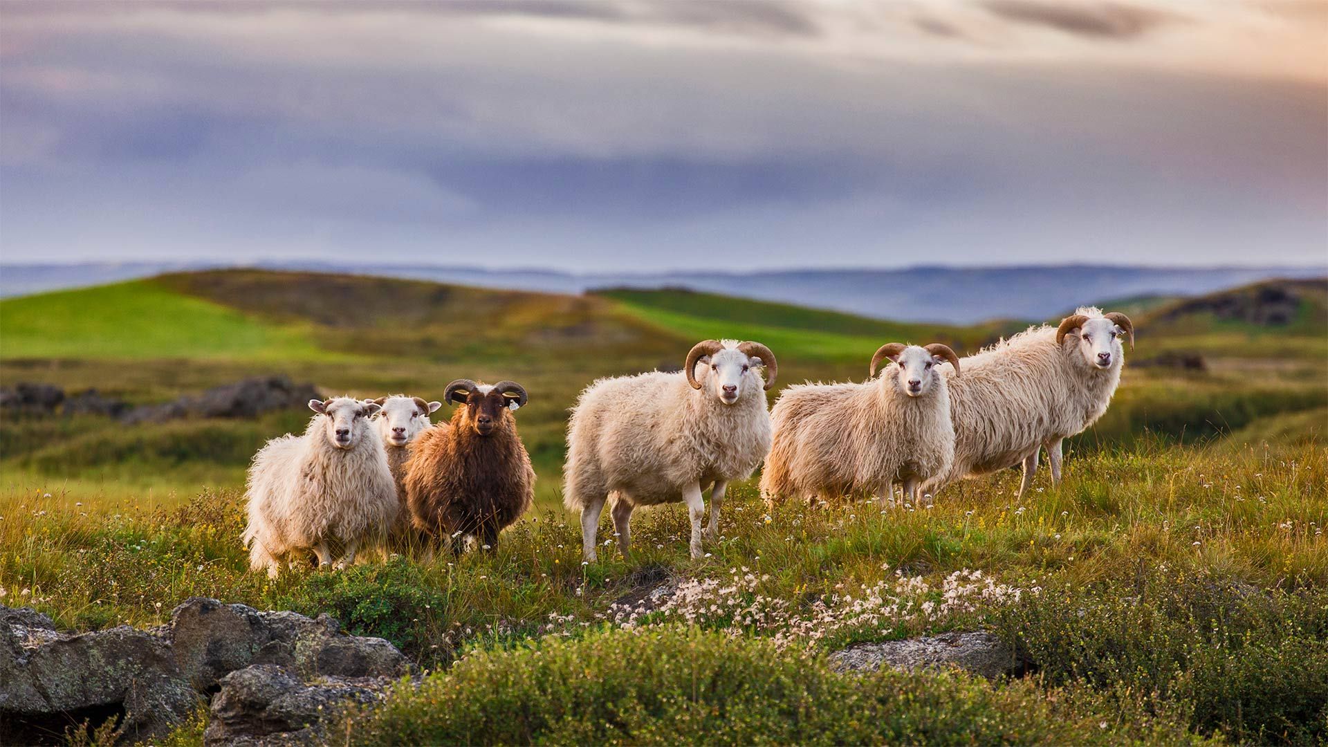 Icelandic sheep ready for réttir