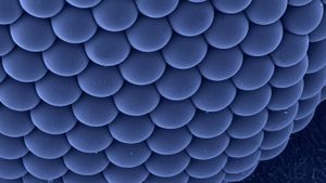 Compound eye of a female Asian tiger mosquito (© Dennis Kunkel Microscopy, Inc./Corbis)(Bing United States)