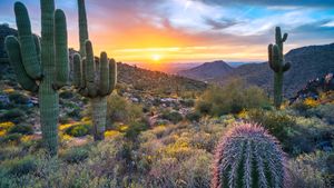 Saguaro cacti near Windgate Pass, McDowell Range, Arizona, USA (© Eric Mischke/Getty Images)(Bing United States)