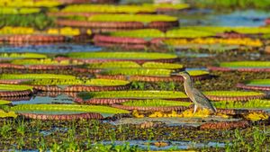 Striated heron on a Victoria water lily, Pantanal, Brazil (© Gerald Corsi/Getty Images)(Bing United States)