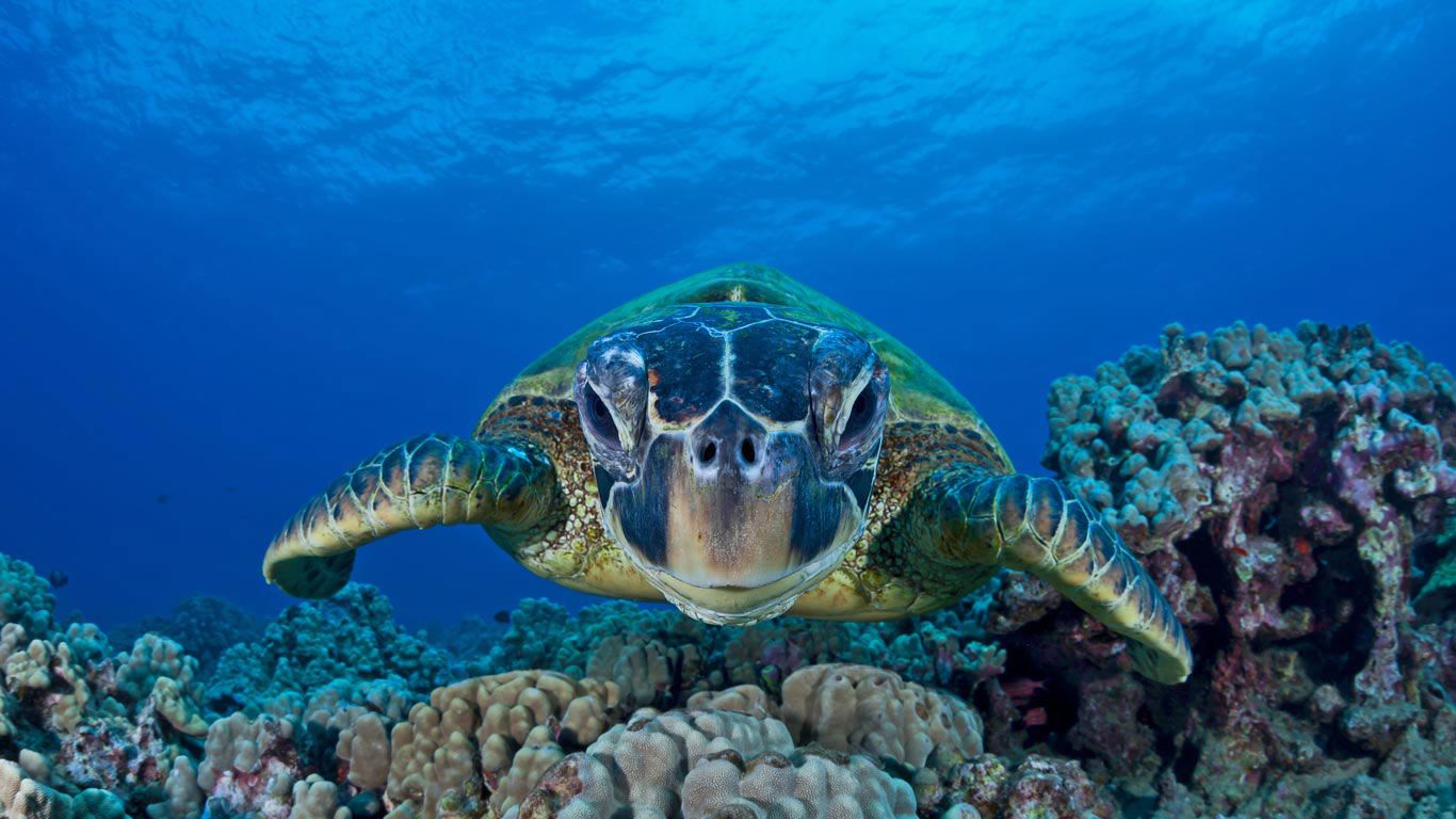 ｢アオウミガメ｣米国ハワイ州, マウイ島