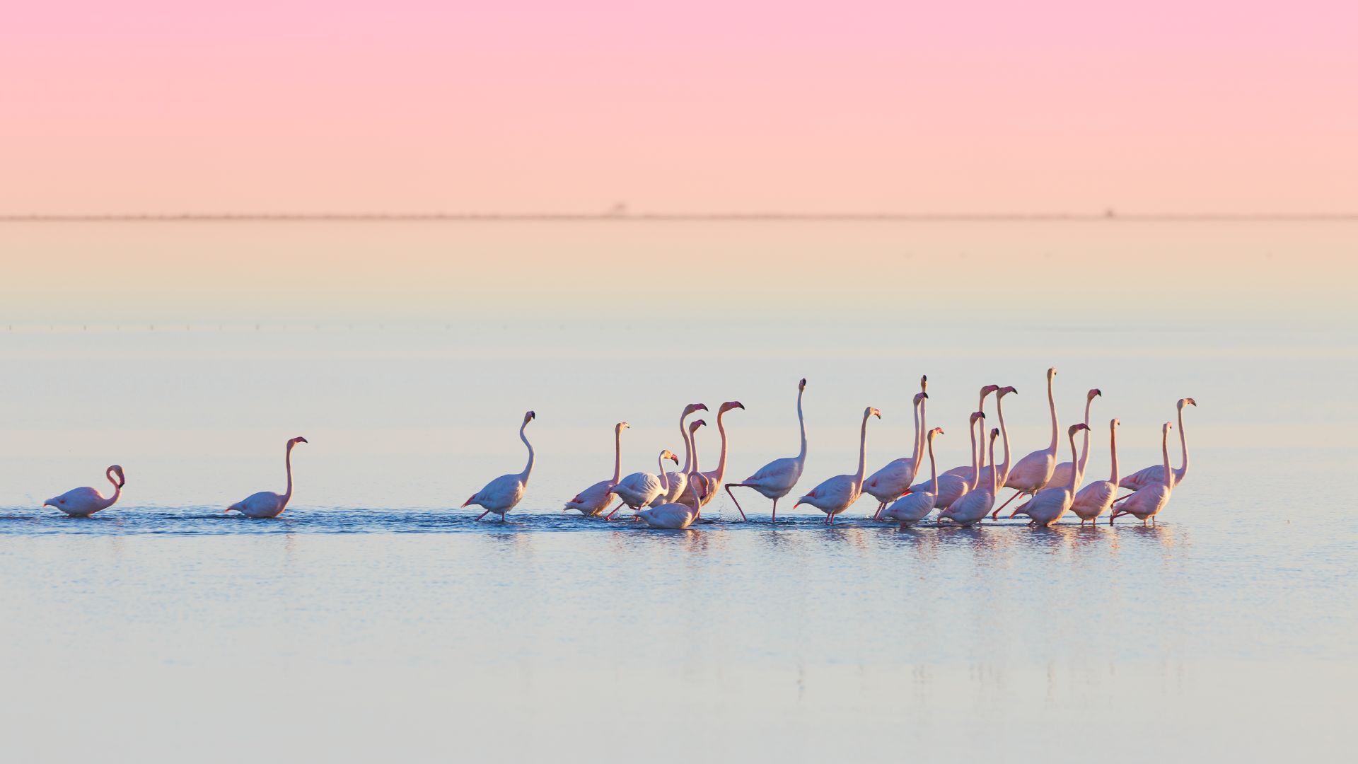 Flamencos en el Delta del Ebro, Tarragona, España