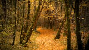 Forêt en automne (© Laud Nicolas/EyeEm/Getty Image)(Bing France)