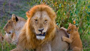 肯尼亚马赛马拉国家公园，非洲狮幼仔与成年雄狮玩耍 (© Suzi Eszterhas/Minden Pictures)(Bing China)