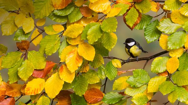 A great tit perched on a branch