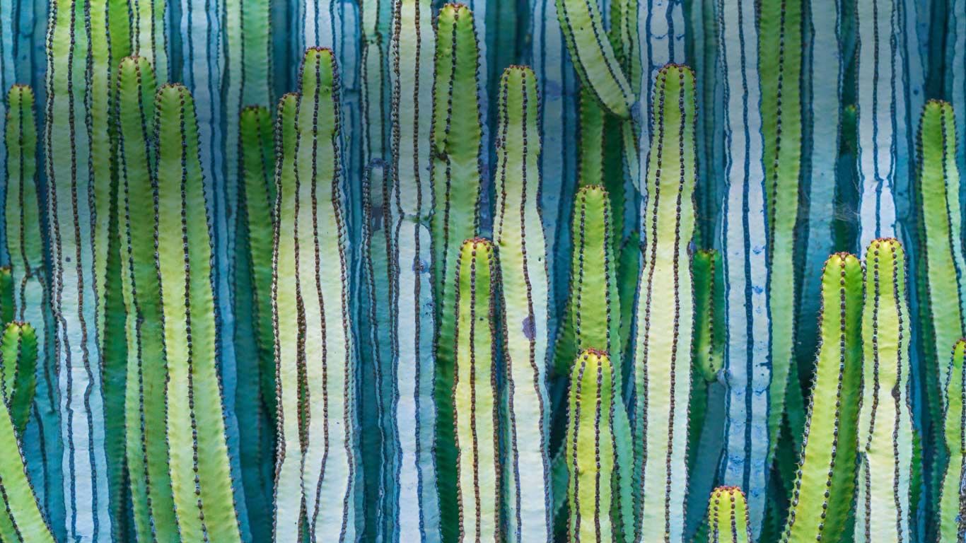 Mexican giant cardon cactus