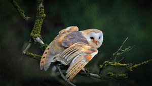 一只停在树枝上的仓鸮 (© blickwinkel/Alamy)(Bing China)